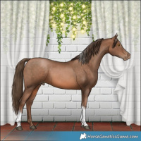 Horse Color:Brown Pearl Tobiano