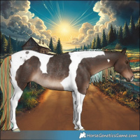 Horse Color:Painted Liver Chestnut Tobiano Rabicano 