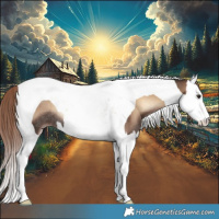 Horse Color:Liver Red Onyx Splash Tobiano Rabicano 