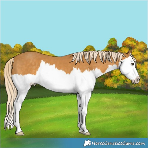 Horse Color:Palomino Splash 