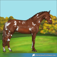 Horse Color:White Spotted Chestnut
