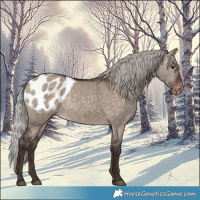 Horse Color:Silver Brown Dun Appaloosa