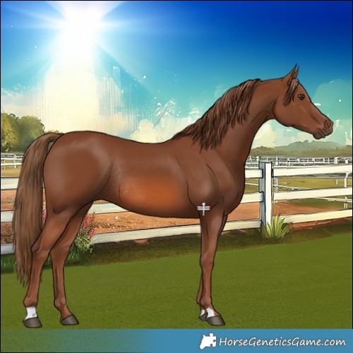 Horse Color:Chestnut Rabicano 