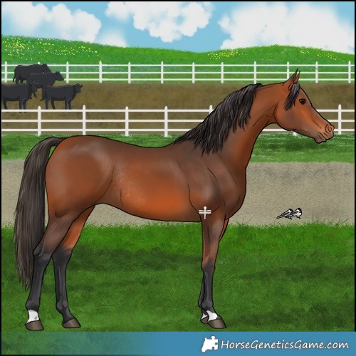 Horse Color:Bay Rabicano 