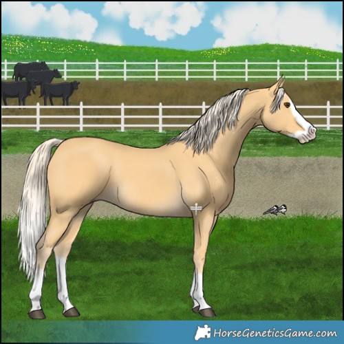 Horse Color:Palomino Splash Rabicano 