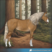 Horse Color:Chocolate Palomino Dun