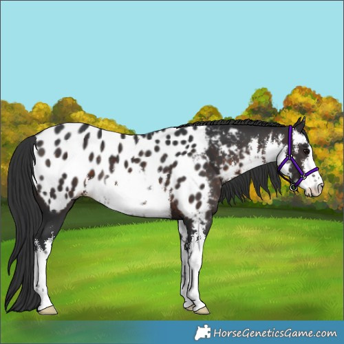 Horse Color:White Spotted Brown Appaloosa Rabicano