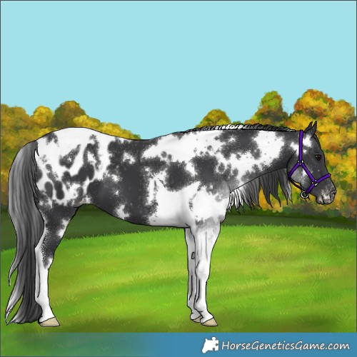 Horse Color:White Spotted Black Tobiano Appaloosa