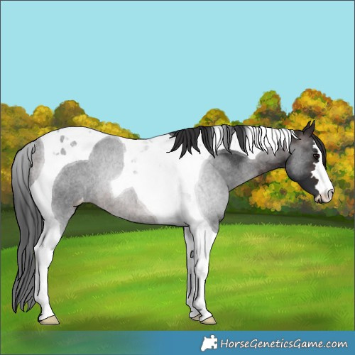Horse Color:Brown Tobiano Appaloosa Rabicano 