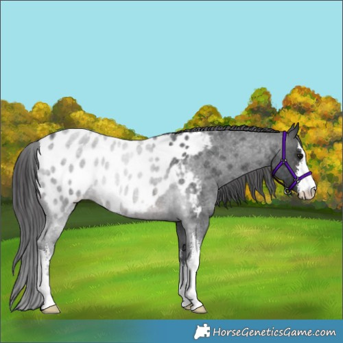Horse Color:White Spotted Brown Roan Appaloosa Rabicano 