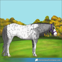 Horse Color:White Spotted Brown Roan Appaloosa Rabicano 