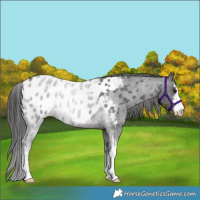 Horse Color:White Spotted Brown Roan Appaloosa Rabicano
