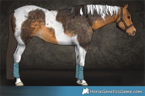Horse Color:Buckskin Tobiano 