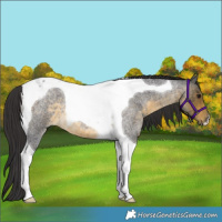 Horse Color:Buckskin Roan Tobiano 