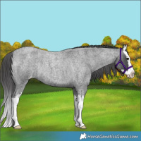 Horse Color:Blue Roan Splash Appaloosa Rabicano 