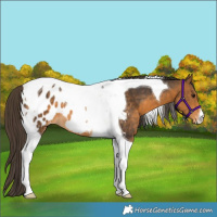 Horse Color:Buckskin Tobiano Appaloosa 