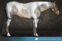 Horse Color:Buckskin Roan Tobiano 