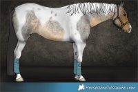 Horse Color:Buckskin Roan Tobiano 