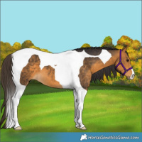 Horse Color:Buckskin Tobiano 