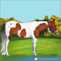 Horse Color:Brown Tobiano 