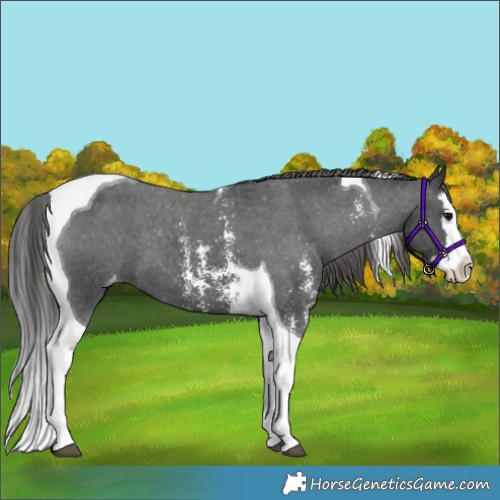 Horse Color:Black Sabino Splash Tobiano Appaloosa 