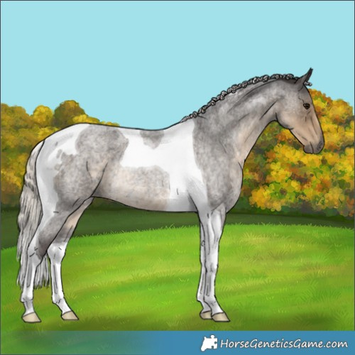 Horse Color:Silver Smoky Blue Roan Tobiano Rabicano 
