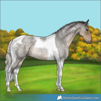 Horse Color:Silver Smoky Blue Roan Tobiano Rabicano
