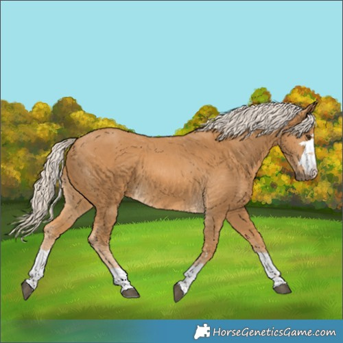 Horse Color:Palomino 