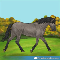 Horse Color:Grullo 