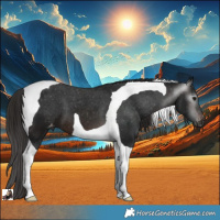 Horse Color:Gray Brown Tobiano Appaloosa 