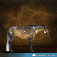 Horse Color:White Spotted Buckskin 