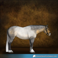 Horse Color:Buckskin Roan 