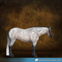 Horse Color:White Spotted Brown Roan 