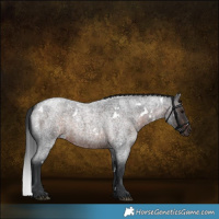 Horse Color:White Spotted Brown Roan 