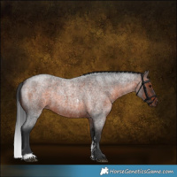 Horse Color:Brown Roan Sabino
