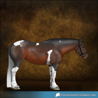 Horse Color:Brown Tobiano Appaloosa 