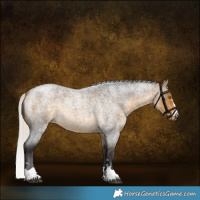Horse Color:Silver Buckskin Roan 
