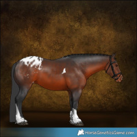 Horse Color:Brown Sabino Tobiano Appaloosa 