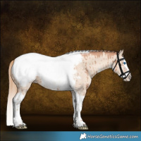 Horse Color:Gold Champagne Dun Sabino Splash Tobiano Appaloosa Brindle 