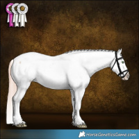 Horse Color:Gold Champagne Roan Dun Sabino Appaloosa