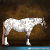 Horse Color:Liver Red Dun Roan Tobiano Appaloosa Rabicano