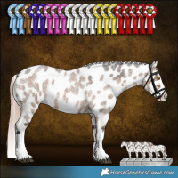 Horse Color:Liver Red Dun Roan Tobiano Appaloosa Rabicano 