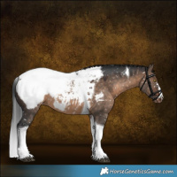 Horse Color:Brown Dun Tobiano Appaloosa Rabicano
