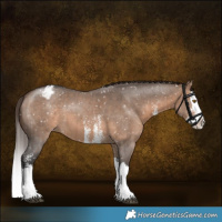 Horse Color:Brown Dun Sabino Splash Appaloosa Brindle 