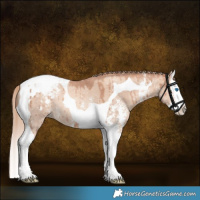 Horse Color:Gold Champagne Dun Sabino Splash Tobiano Snowcap Rabicano Brindle 