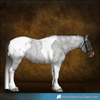 Horse Color:Liver Red Roan Tobiano Appaloosa