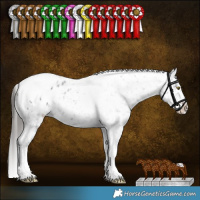 Horse Color:Liver Red Roan Tobiano Appaloosa 