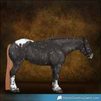 Horse Color:Liver Chestnut Sabino Tobiano Appaloosa Rabicano