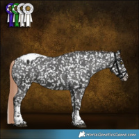 Horse Color:Liver Chestnut Sabino Tobiano Appaloosa Rabicano