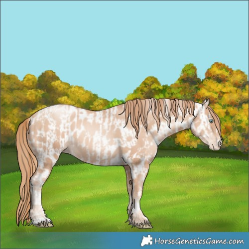 Horse Color:Gold Champagne Pearl Rabicano and Gold Champagne Pearl Appaloosa Rabicano